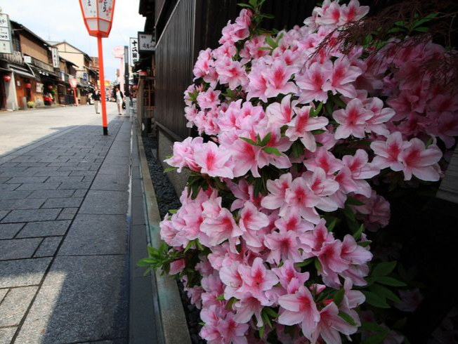Spring Flowers You Can See in Tokyo , photo 1 of 5