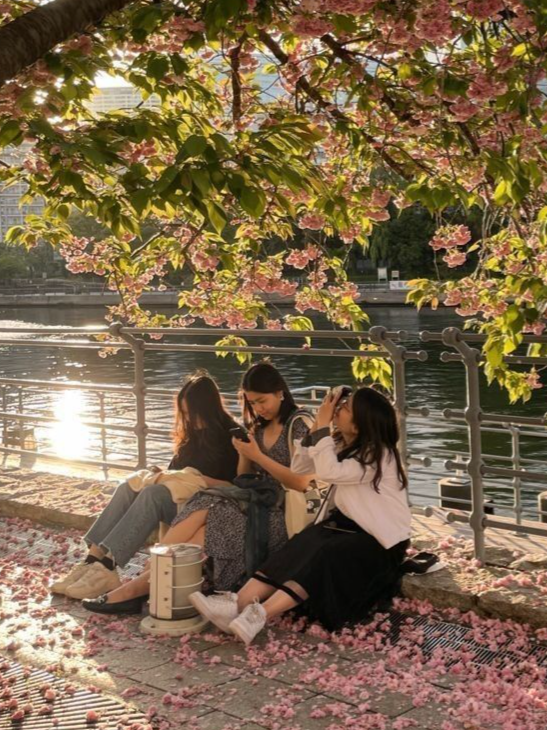 More Than Flowers: How Sakura Symbolize New Beginnings, photo 1 of 2