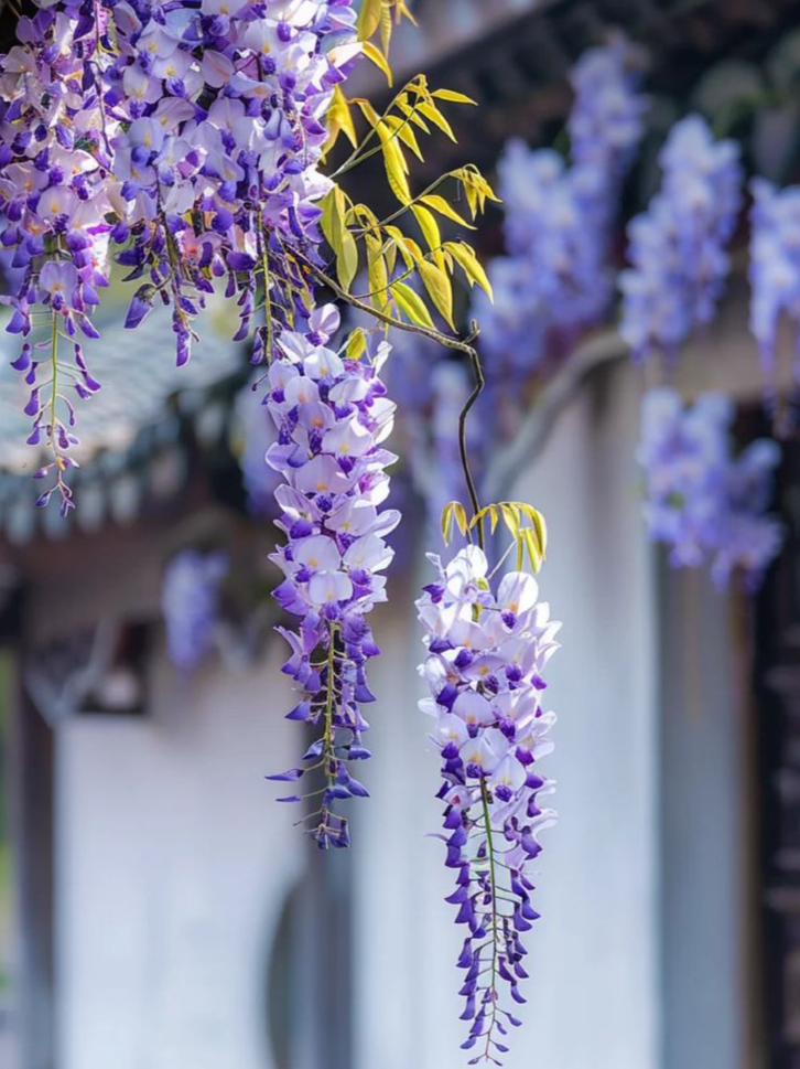 Spring Flowers You Can See in Tokyo , photo 4 of 5
