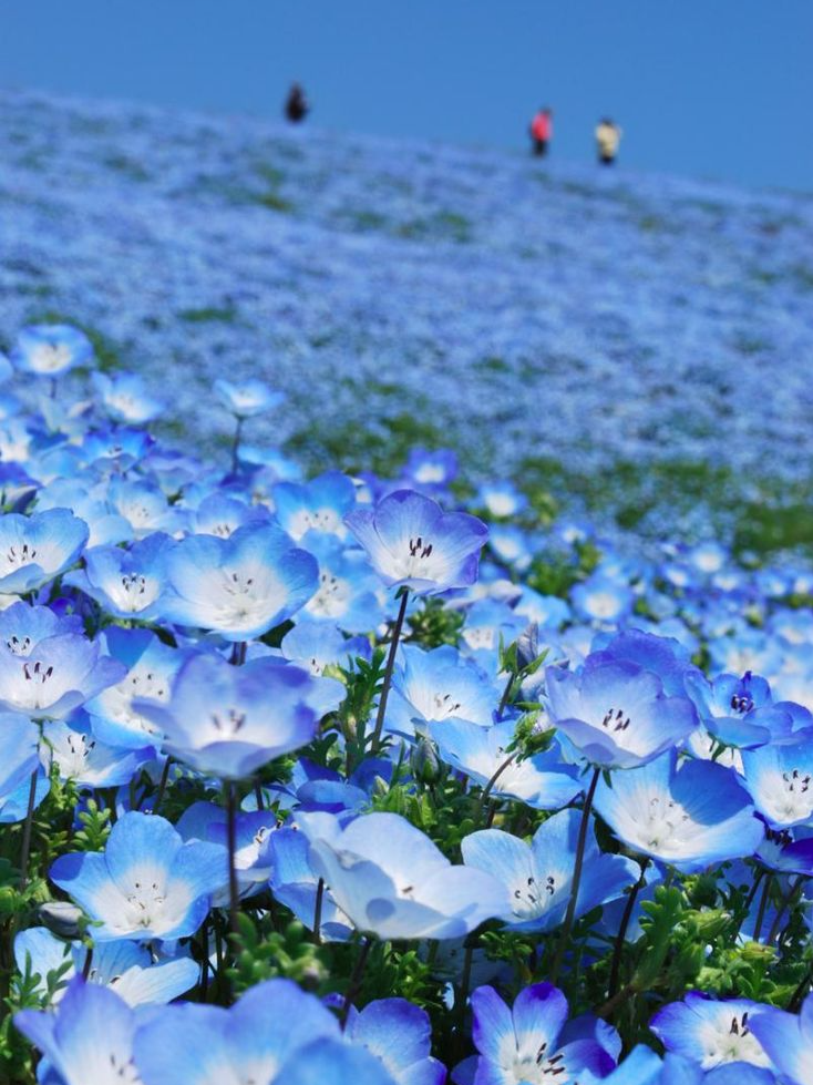 Spring Flowers You Can See in Tokyo , photo 2 of 5