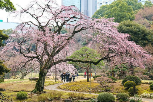Explore Tokyo’s Tranquil Oasis: Koishikawa Korakuen Garden, photo 4 of 8