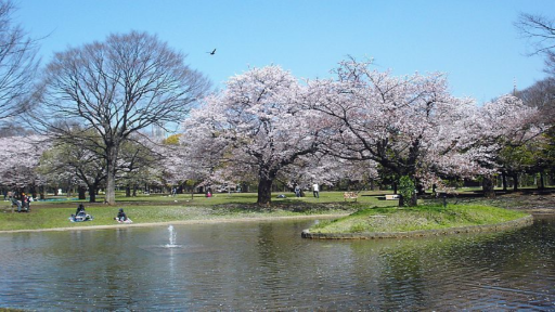 Yoyogi Park Tokyo: Sports, Food Festivals, and Outdoor Adventures Explore Tokyo's Iconic Urban Oasis, photo 5 of 9